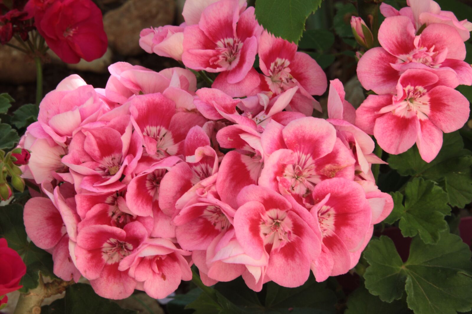 Canon EOS 550D (EOS Rebel T2i / EOS Kiss X4) sample photo. Geranium, plant, flower photography