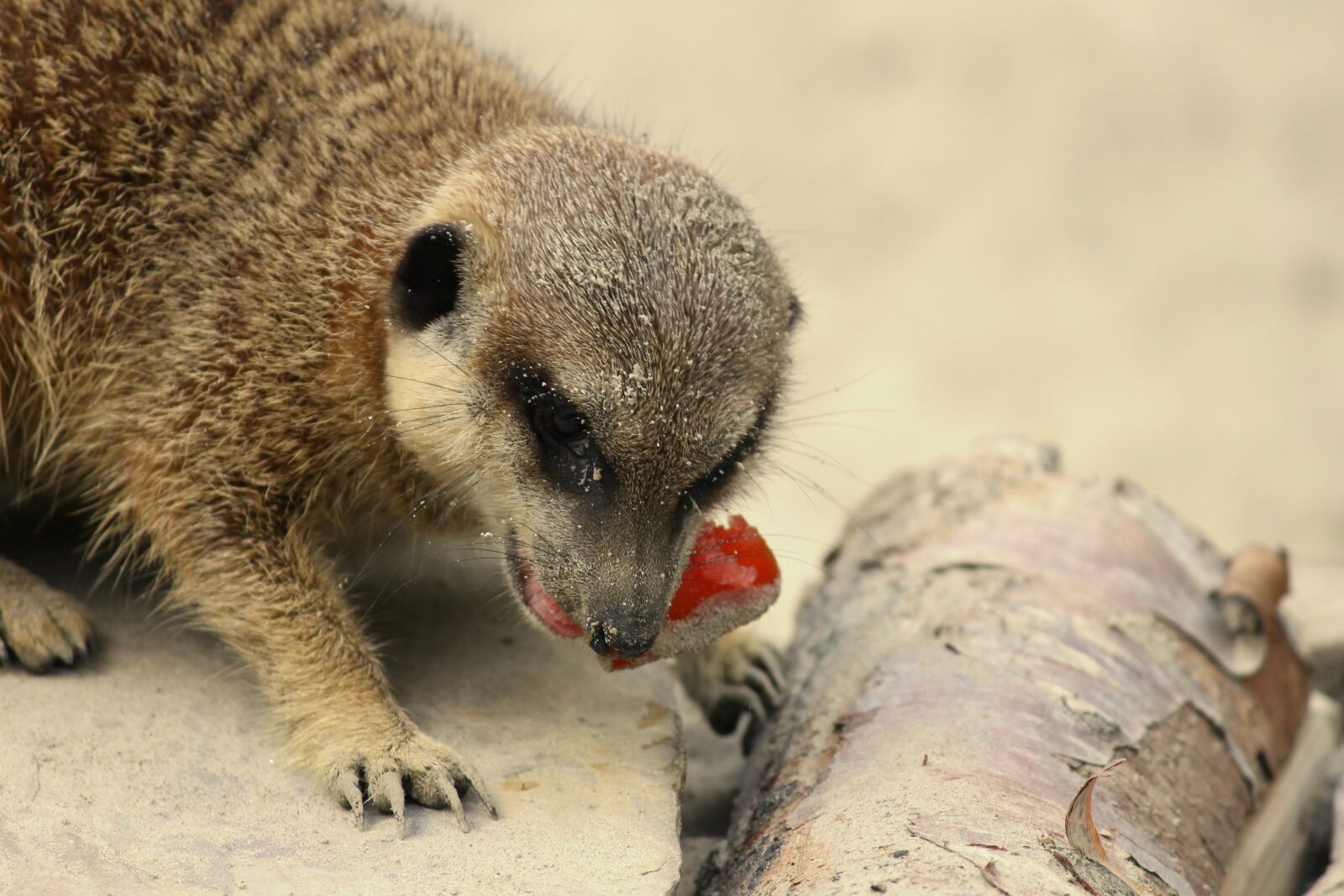 Canon EOS 1100D (EOS Rebel T3 / EOS Kiss X50) sample photo. Meerkat, food, meercat photography
