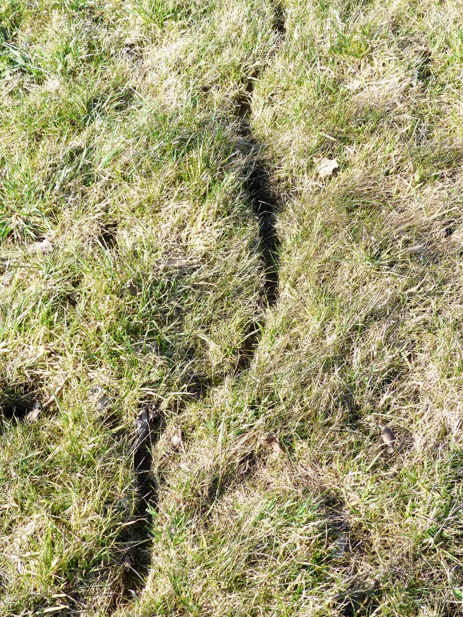 Panasonic Lumix DMC-FZ200 sample photo. Mouse path, meadow, trace photography