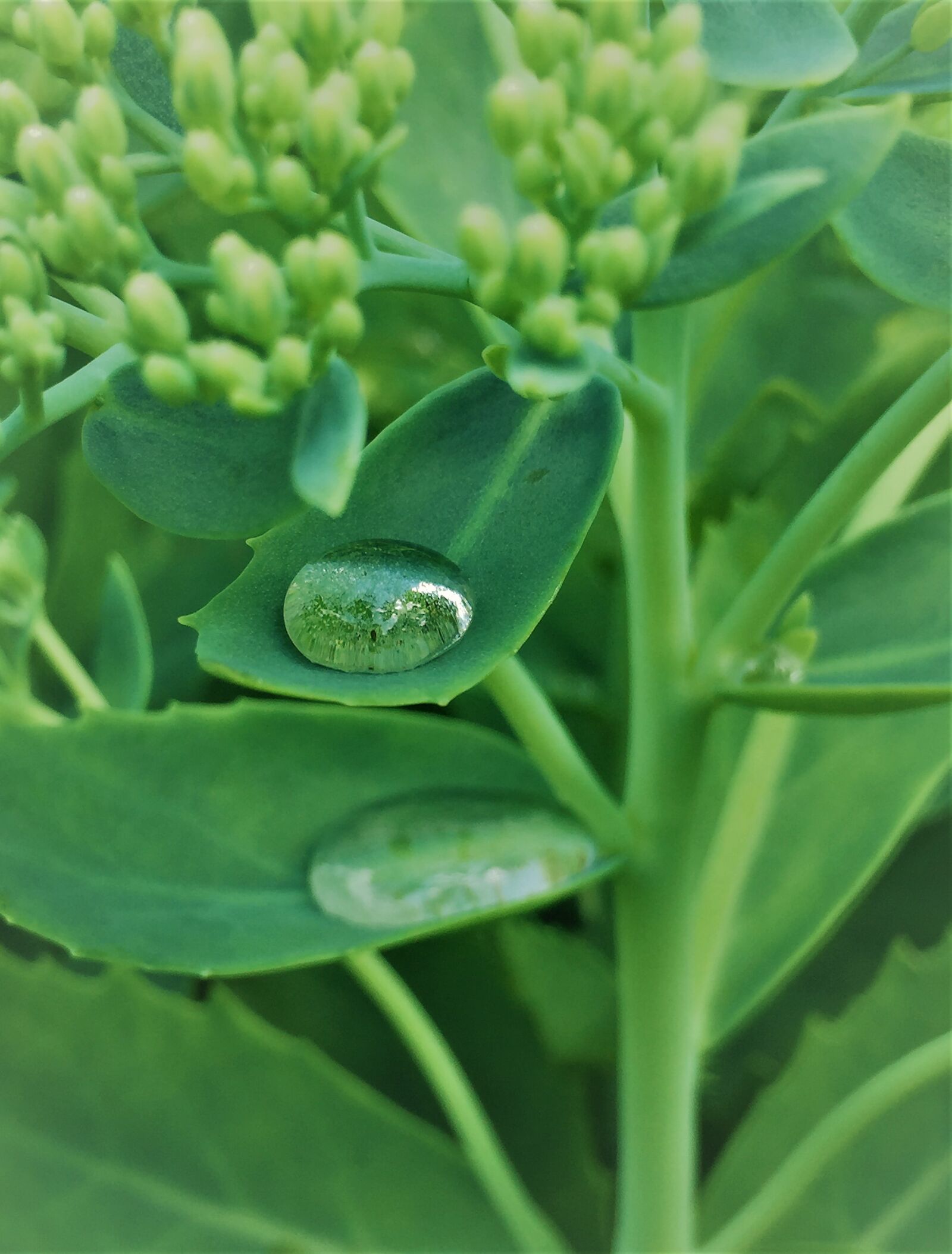 Apple iPhone 6 sample photo. Droplet, dewdrop, plant photography