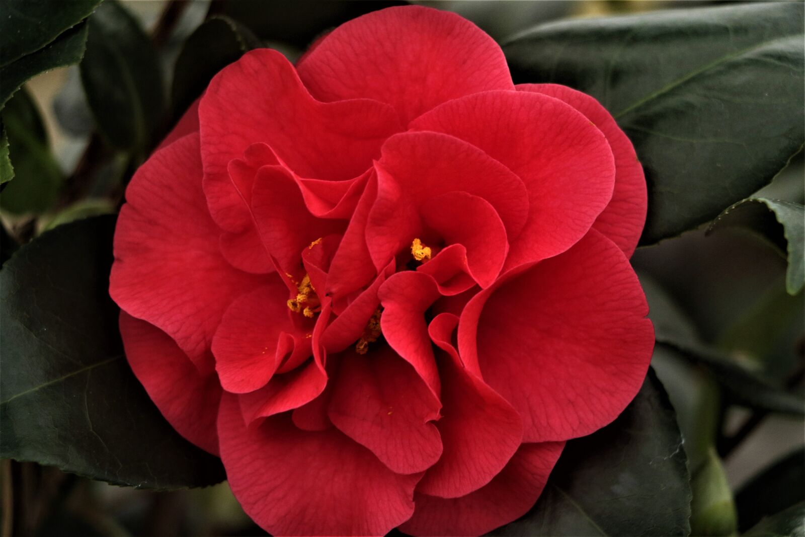 Canon EOS 7D Mark II sample photo. Flower, lily, floral photography
