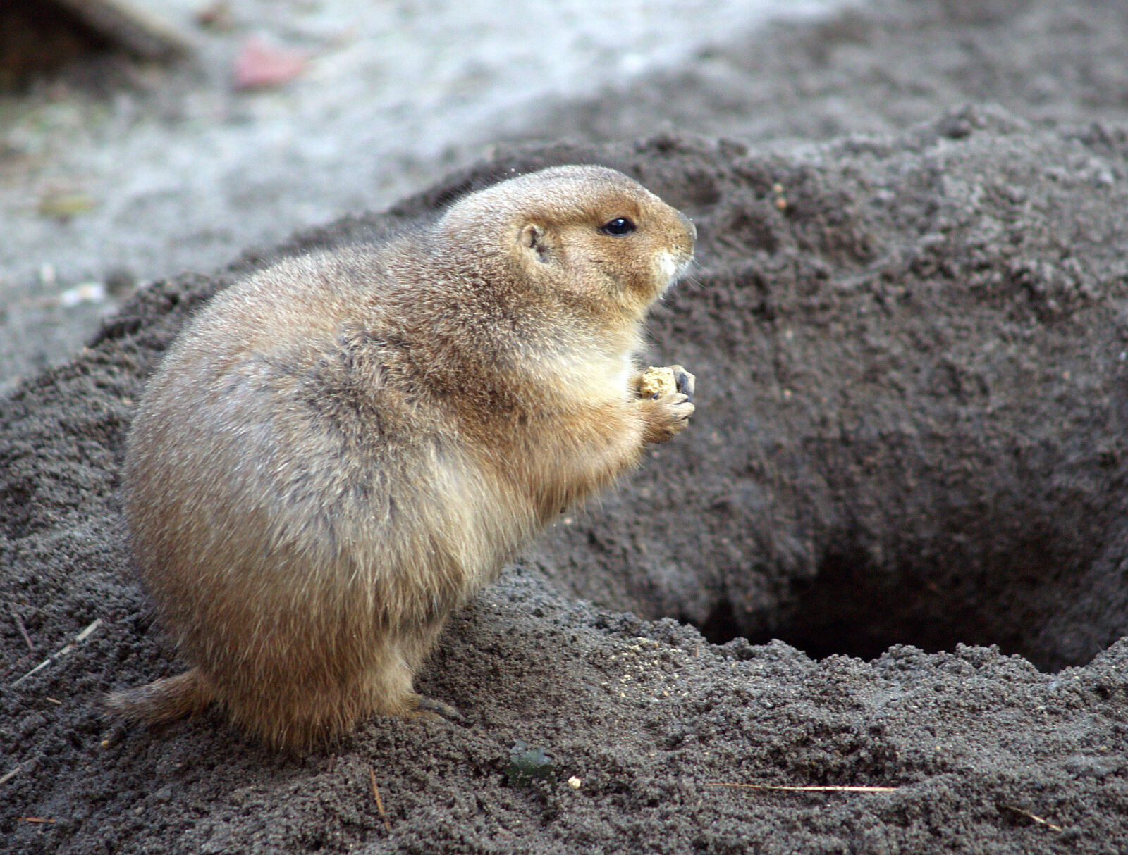 Olympus E-500 (EVOLT E-500) sample photo. Animals, ground, hog, rodent photography