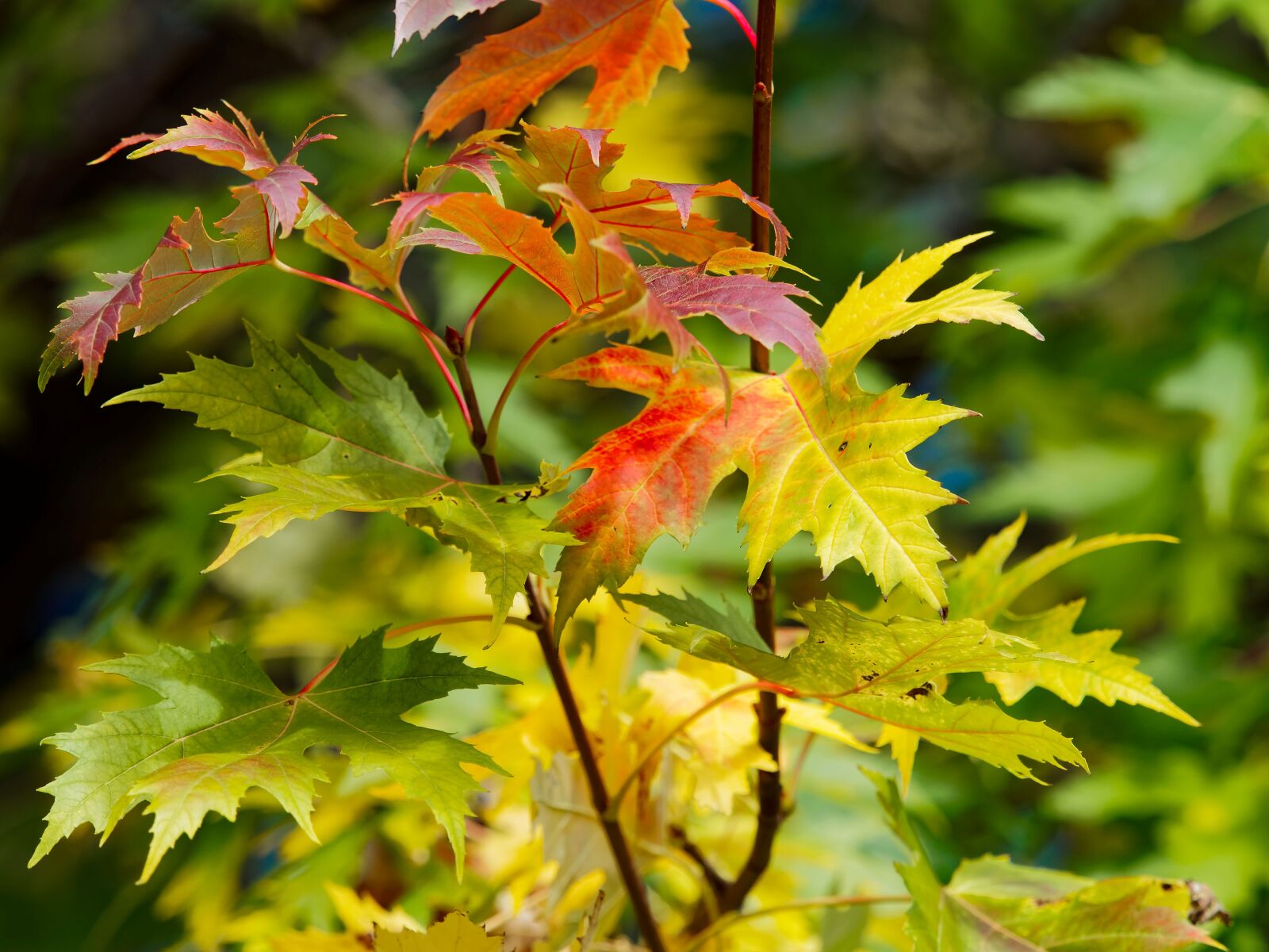 Olympus OM-D E-M1 + Olympus M.Zuiko Digital ED 40-150mm F2.8 Pro sample photo. Leaves, maples, red leaves photography