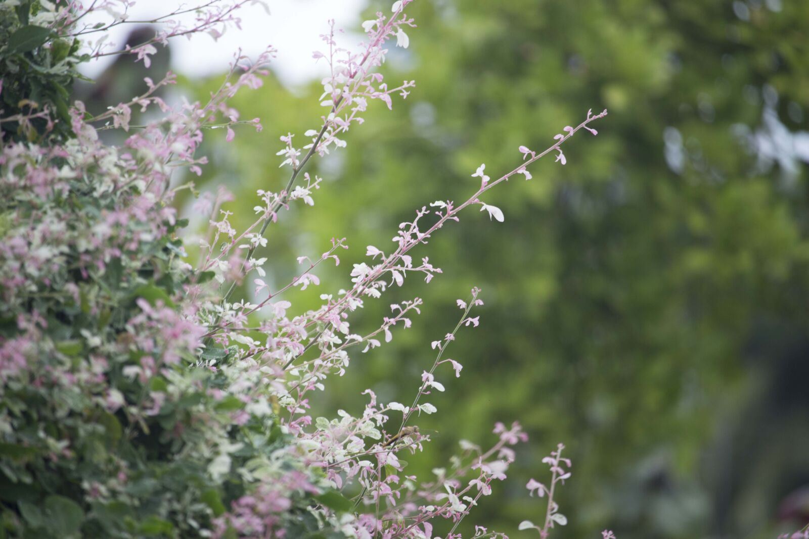 Canon EOS 700D (EOS Rebel T5i / EOS Kiss X7i) + Canon EF-S 55-250mm F4-5.6 IS STM sample photo. Pink, petaled, flower, during photography