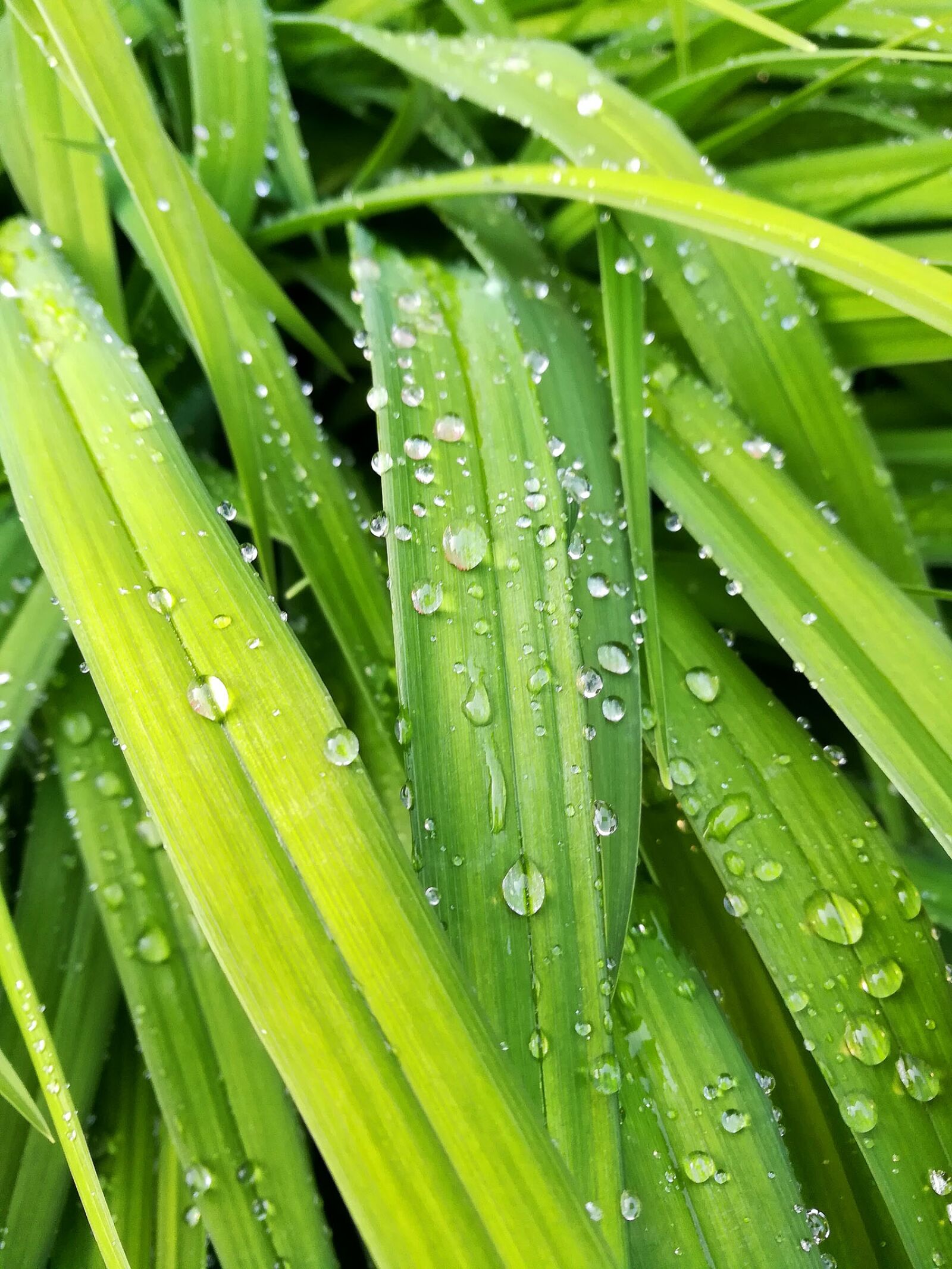 HUAWEI honor 6x sample photo. Grass, stems, coccia photography