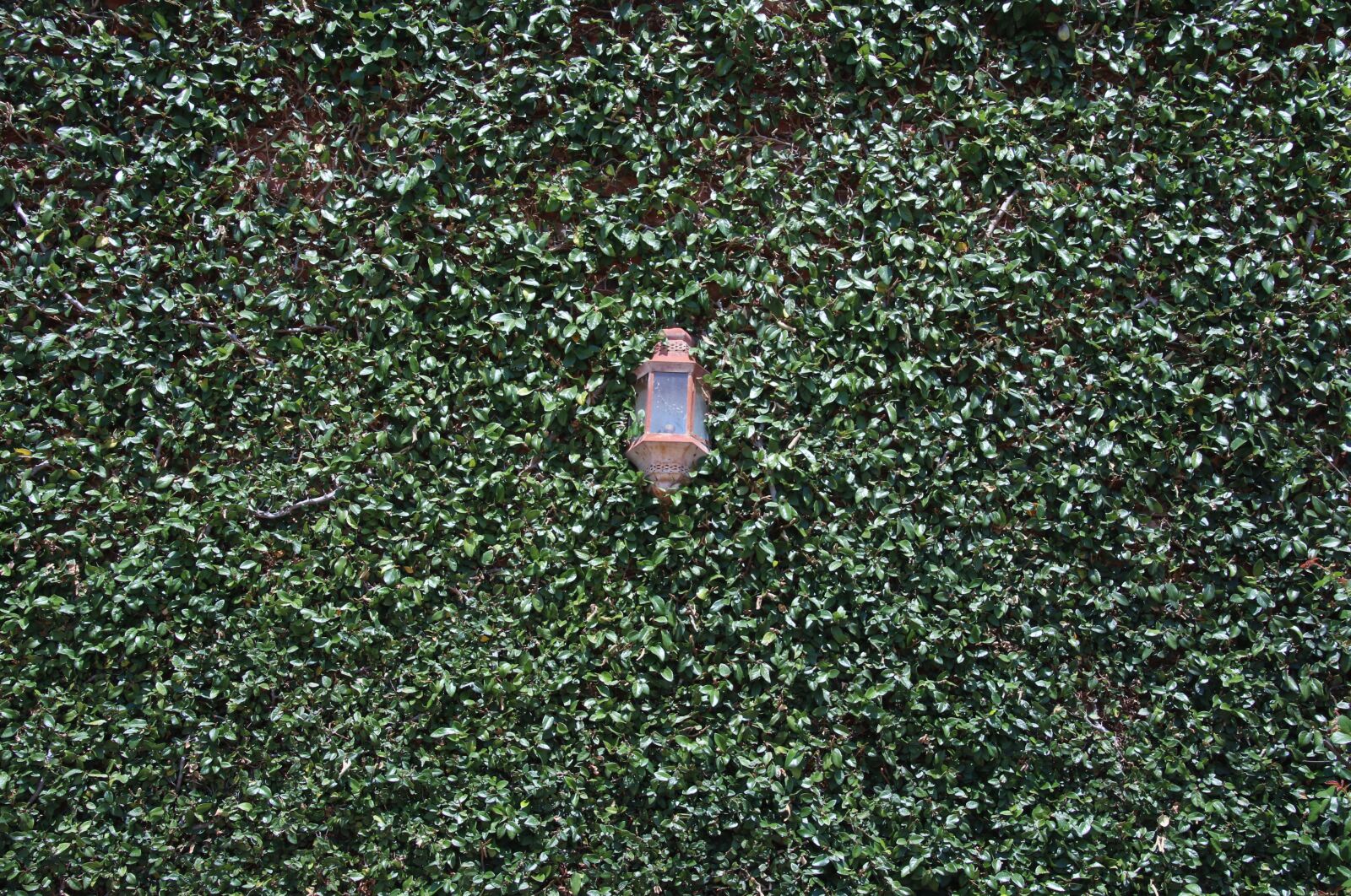 Canon EOS 7D Mark II sample photo. Background, creeper, garden, hide photography