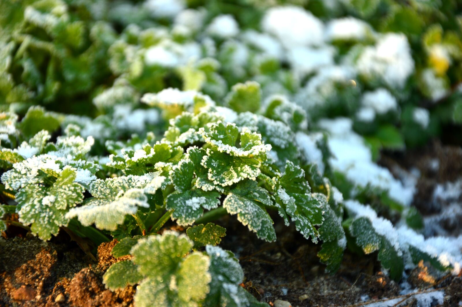 Nikon D3200 sample photo. Parsley, herbs, umbelliferae photography