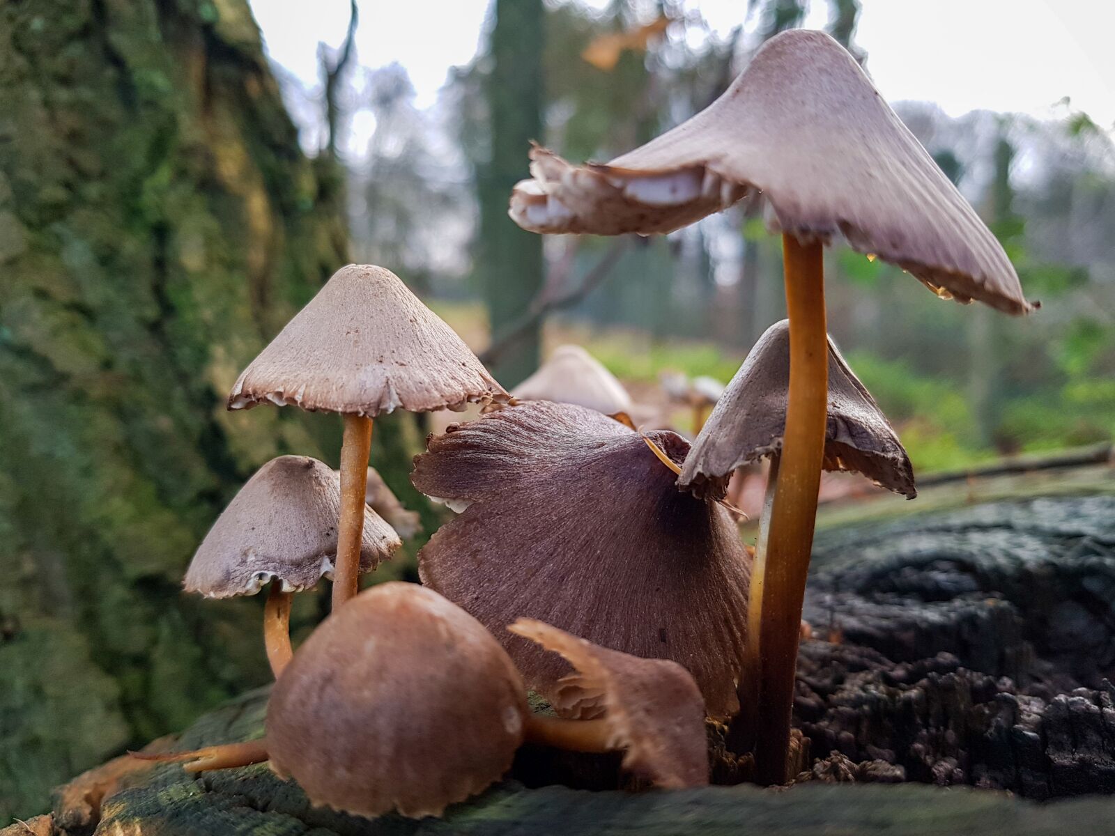 Samsung Galaxy S7 Rear Camera sample photo. Mushrooms, forest, nature photography