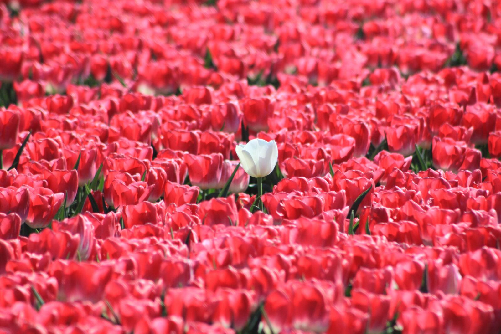 Canon EOS 500D (EOS Rebel T1i / EOS Kiss X3) sample photo. Tulips, holland, spring photography
