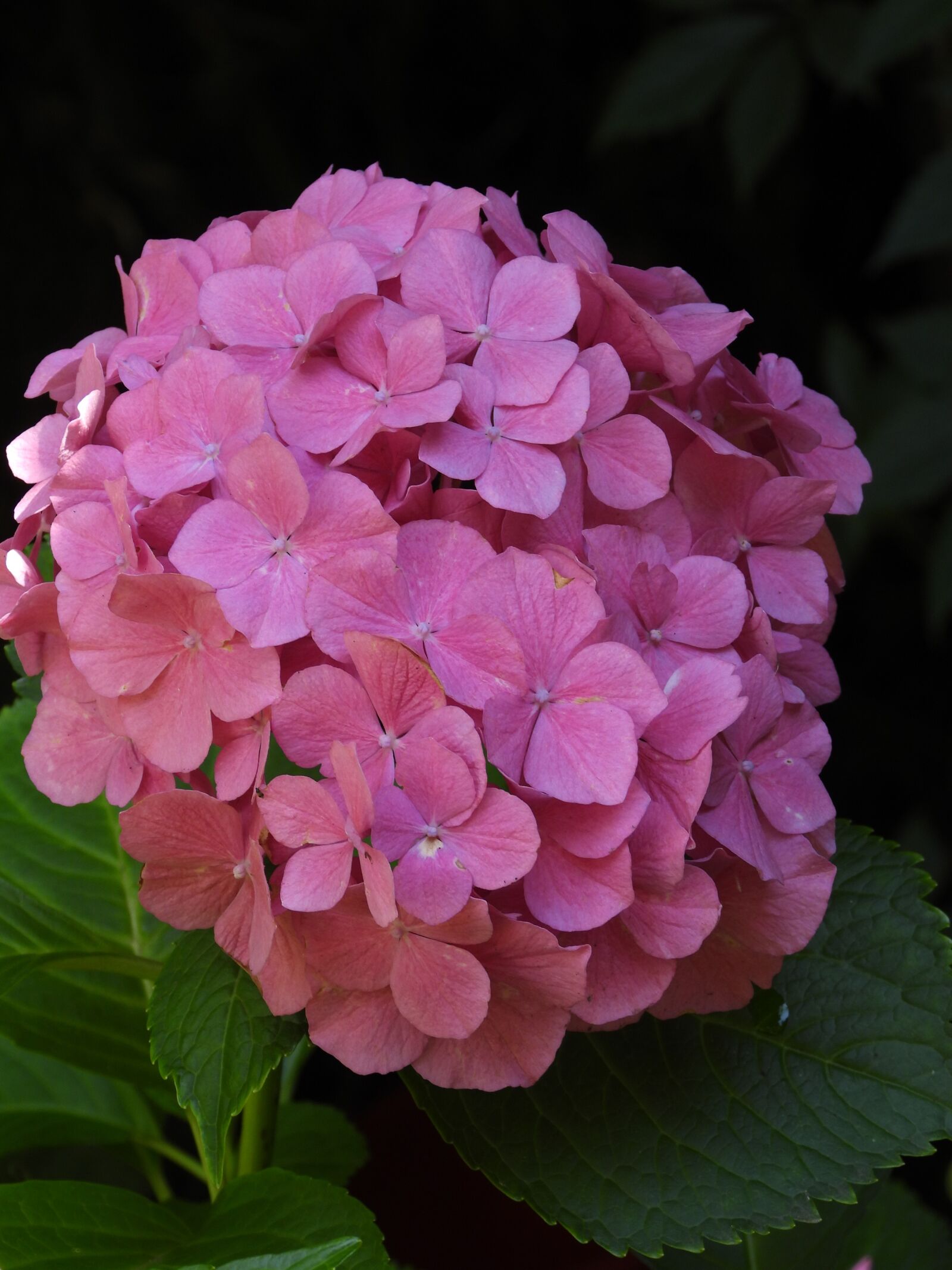 Nikon Coolpix P1000 sample photo. Hydrangea, pink, flower photography