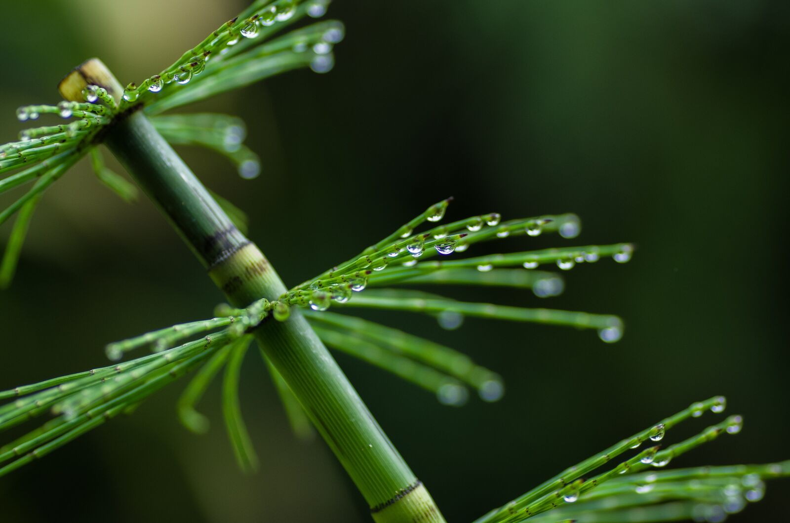 Pentax K-70 + Tamron SP AF 90mm F2.8 Di Macro sample photo. Horsetail, drop of water photography