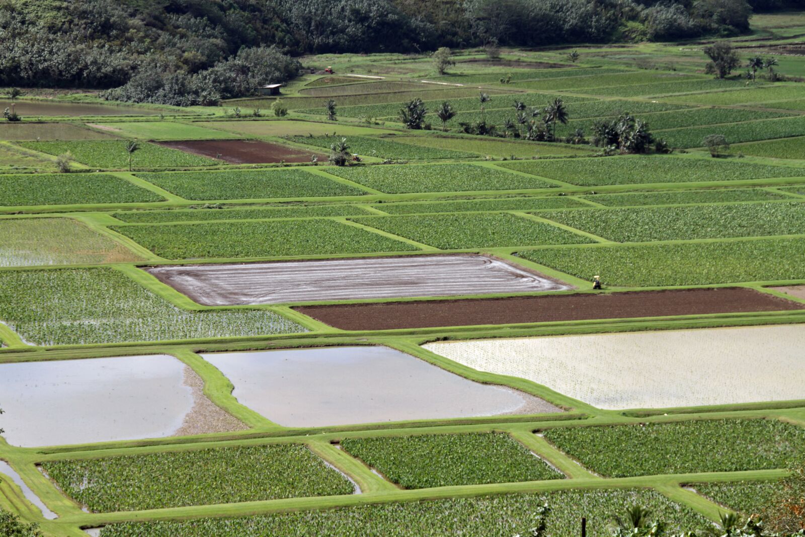 Canon EOS 7D sample photo. Farm, plantation, agriculture photography