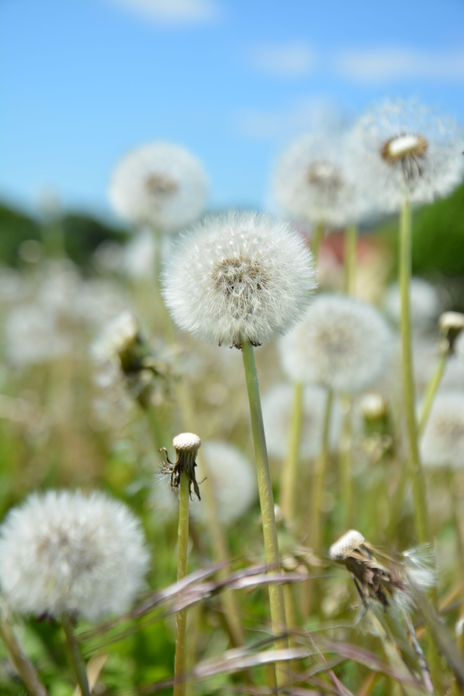 Nikon D7100 sample photo. Nature, spring, dandelion photography