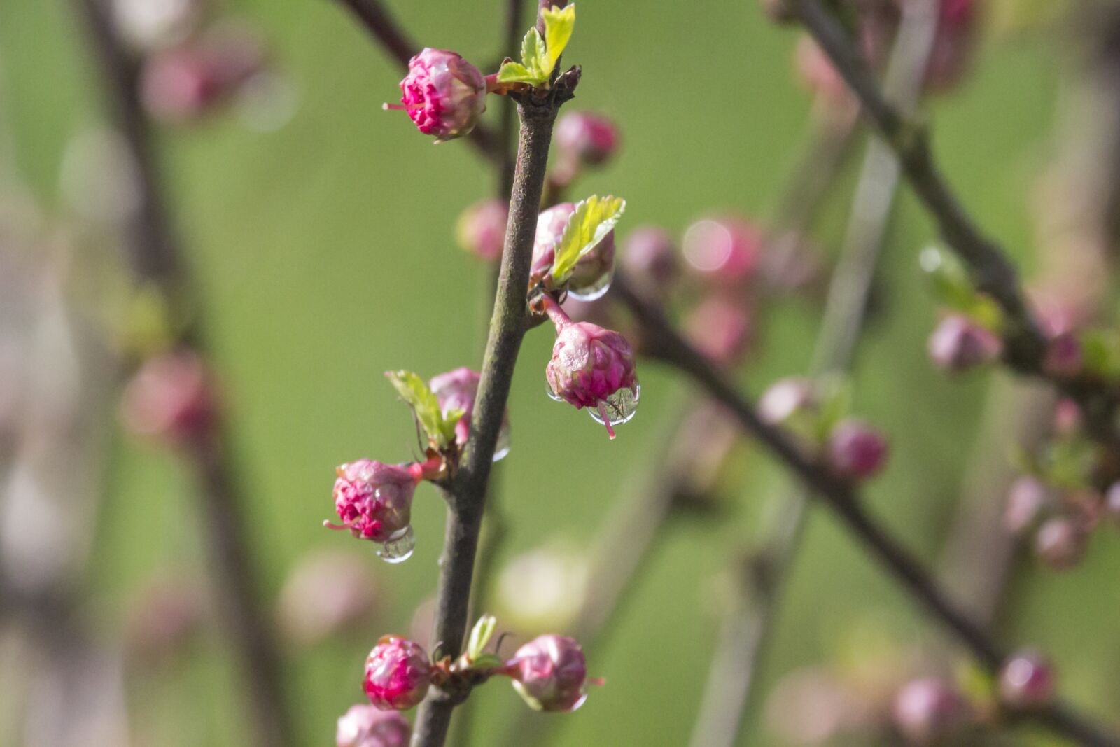Canon EF-S 55-250mm F4-5.6 IS STM sample photo. Spring, dewdrop, tonsil photography