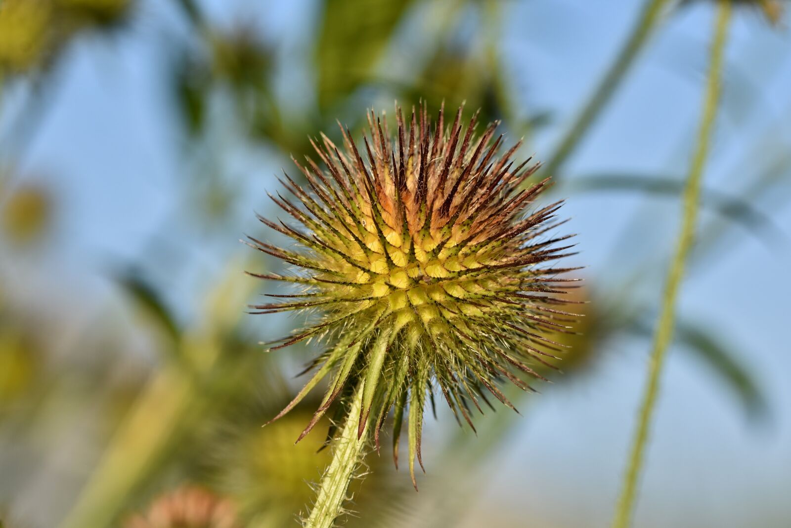 Nikon D7200 sample photo. Burdock, plant, wild flower photography