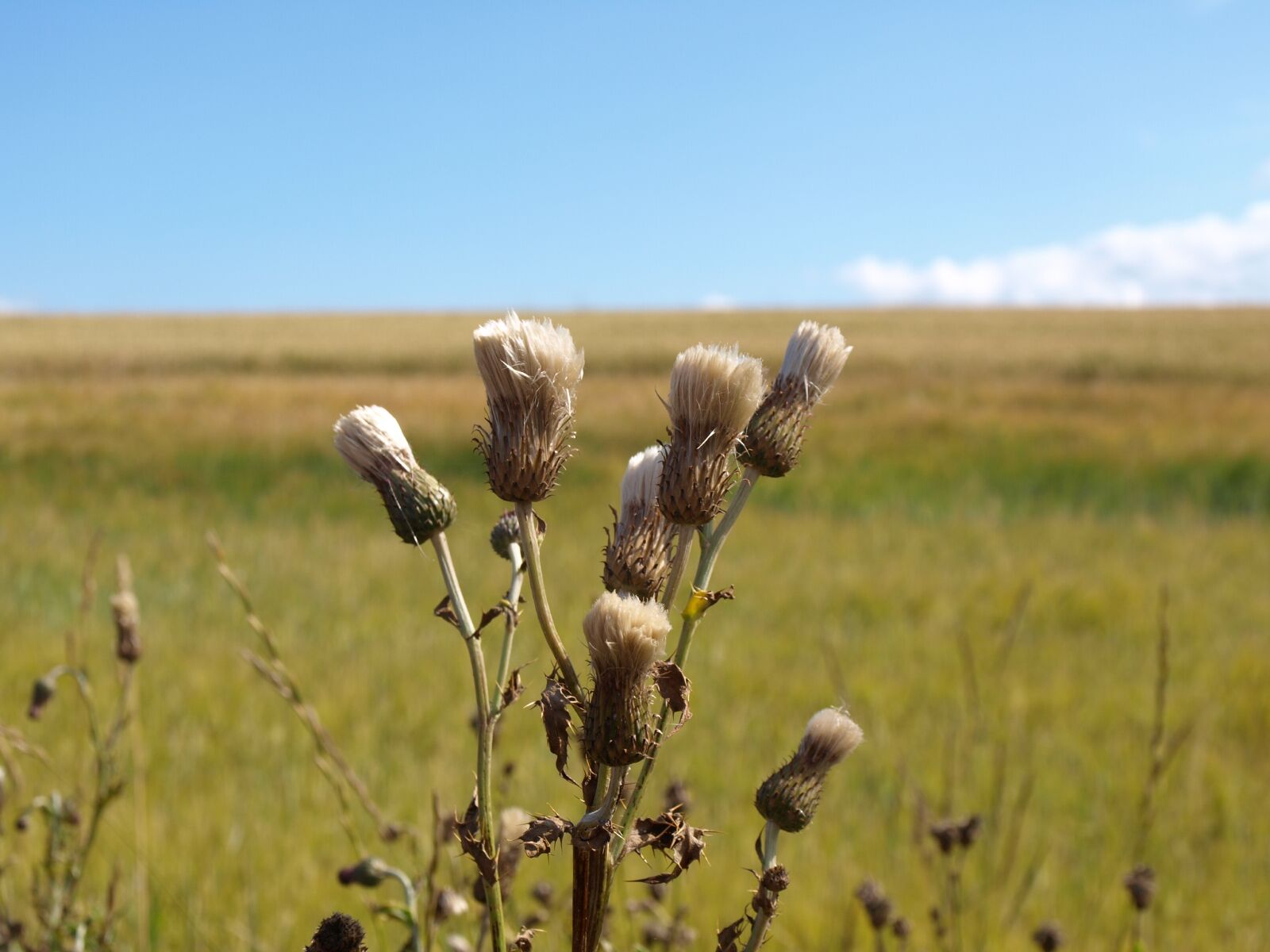 Olympus E-510 (EVOLT E-510) sample photo. Scotland, thistle, summer photography