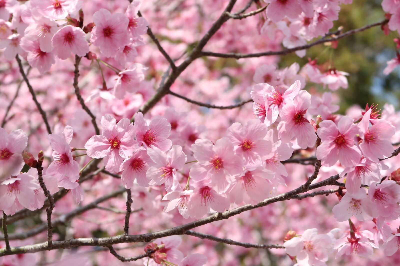 Canon PowerShot G7 X Mark II sample photo. Cherry blossoms, flowers, branch photography