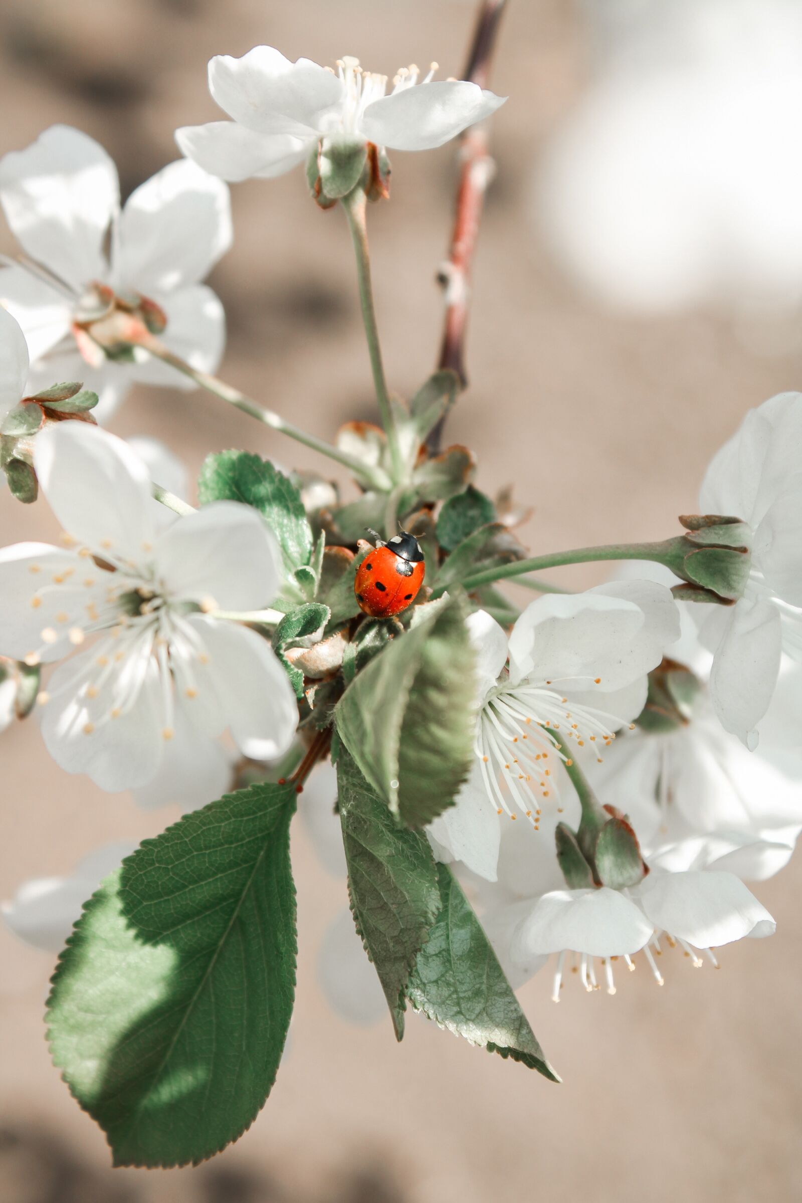 Canon EOS 2000D (EOS Rebel T7 / EOS Kiss X90 / EOS 1500D) sample photo. Flowers, spring, ladybug photography