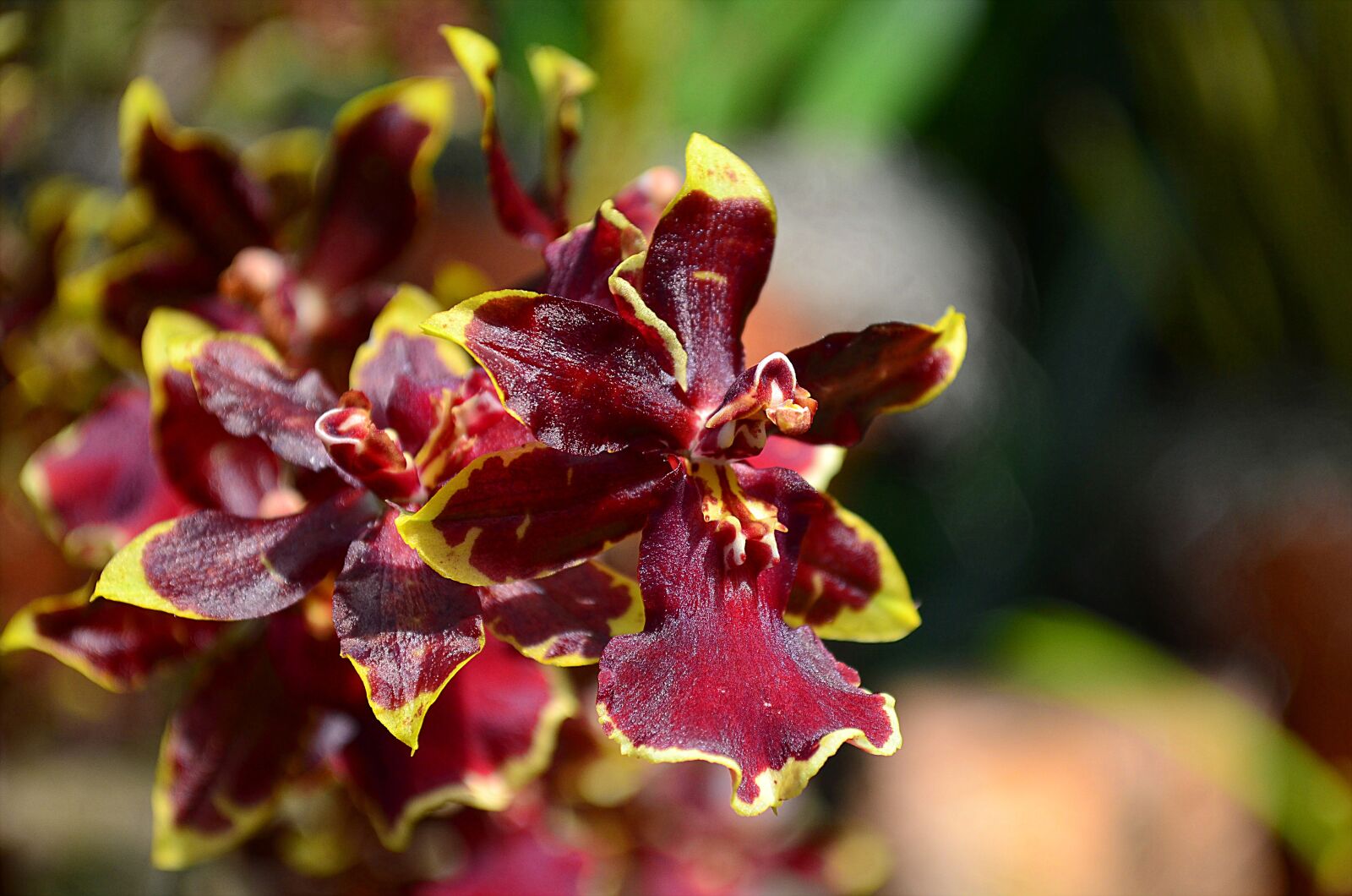 Nikon D5100 sample photo. Plant, orchid, flower photography