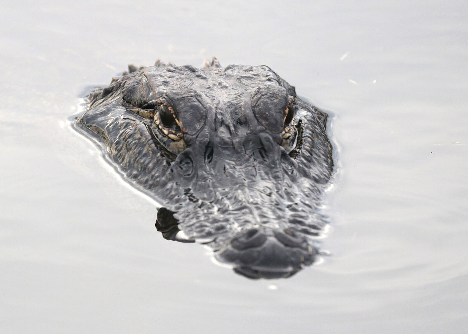 Canon EOS 750D (EOS Rebel T6i / EOS Kiss X8i) sample photo. Alligator, head photography