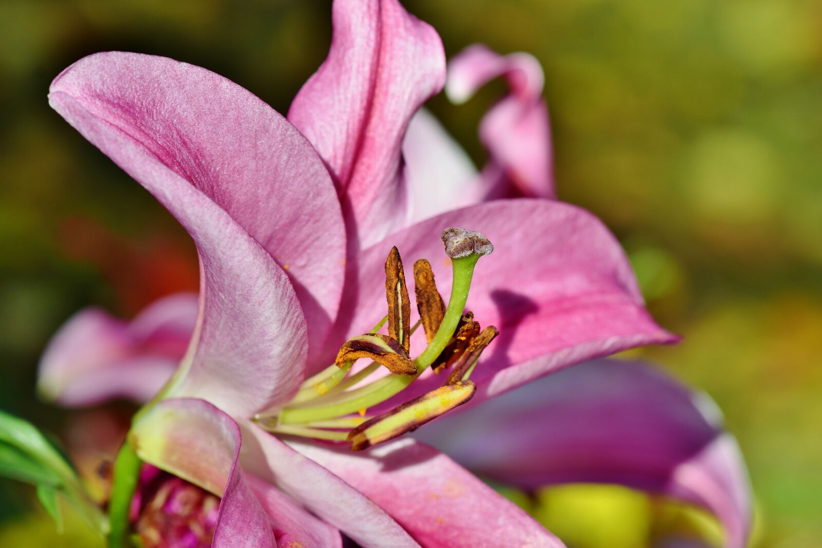 Nikon D7200 sample photo. Lily, blossom, bloom photography