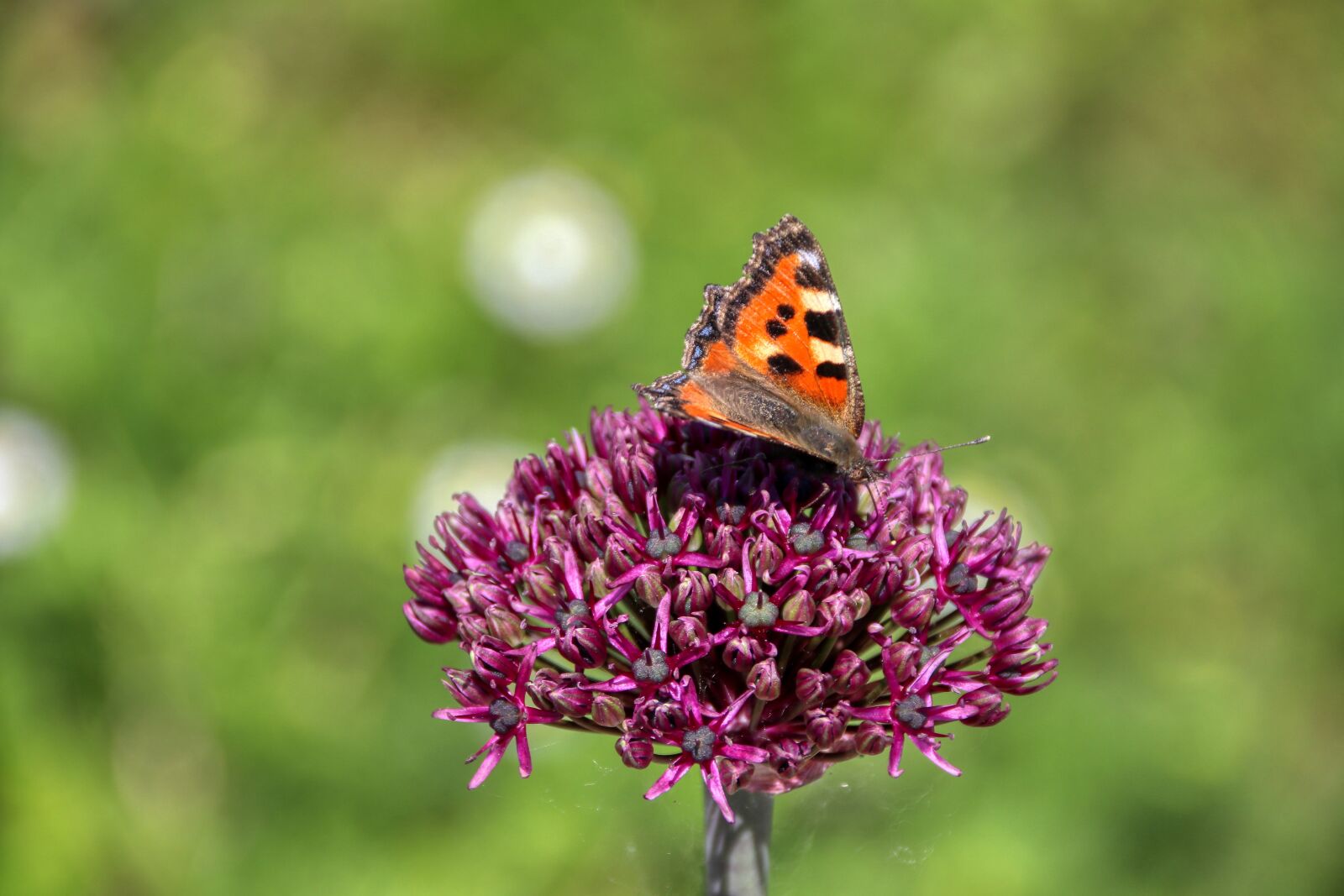 Canon EOS 80D sample photo. Butterfly, flower, insect photography