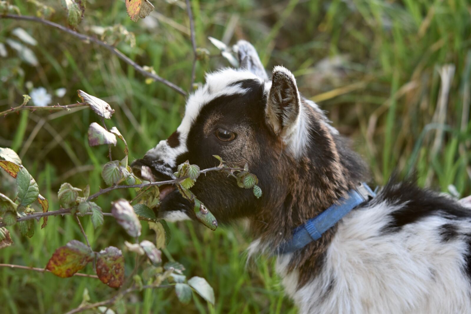 Nikon D5600 sample photo. Goat, kid, goat paquito photography