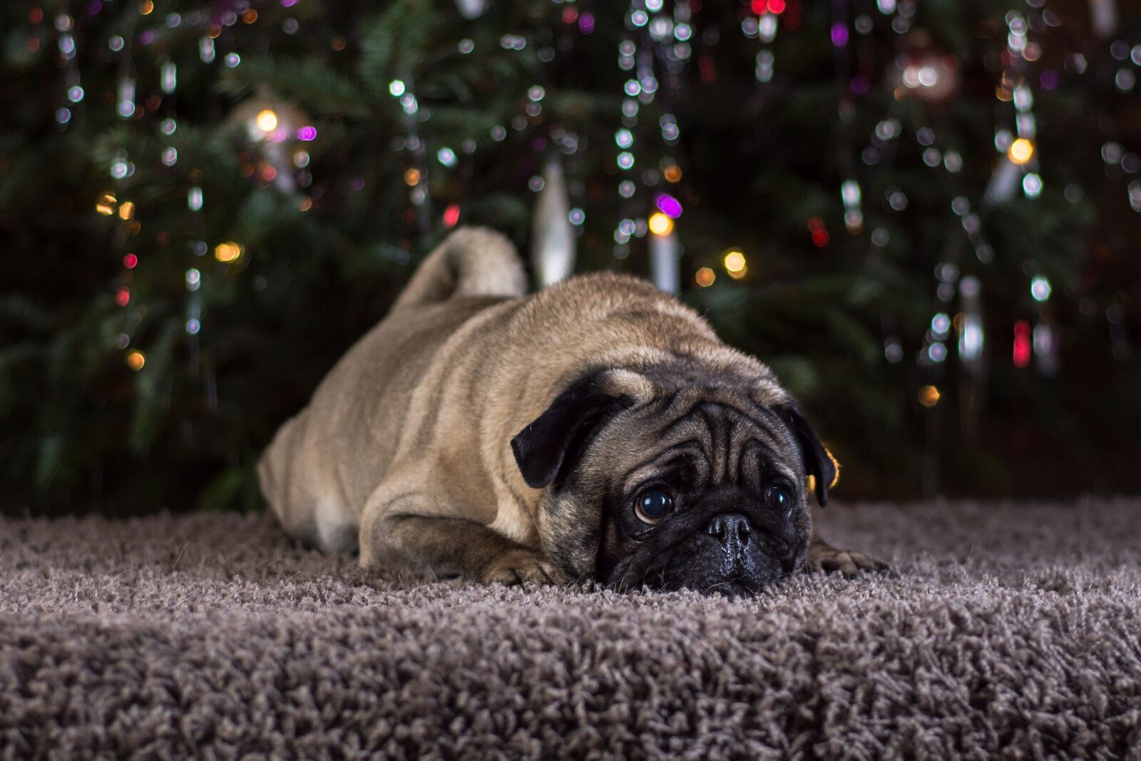 Nikon D7200 sample photo. Pug, dog, animal photography