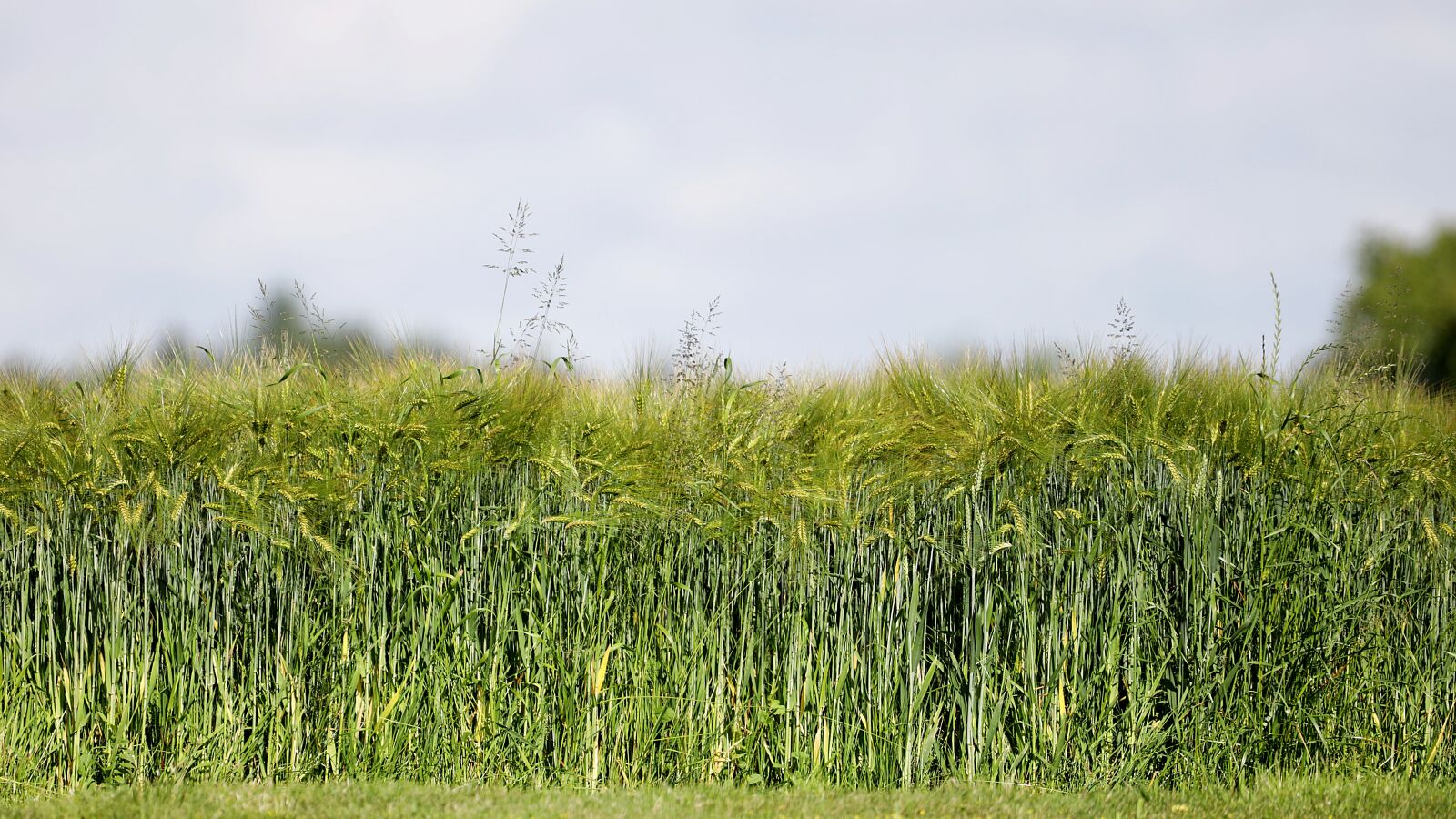 150-600mm F5-6.3 DG OS HSM | Contemporary 015 sample photo. Cornfield, barley, cereals photography