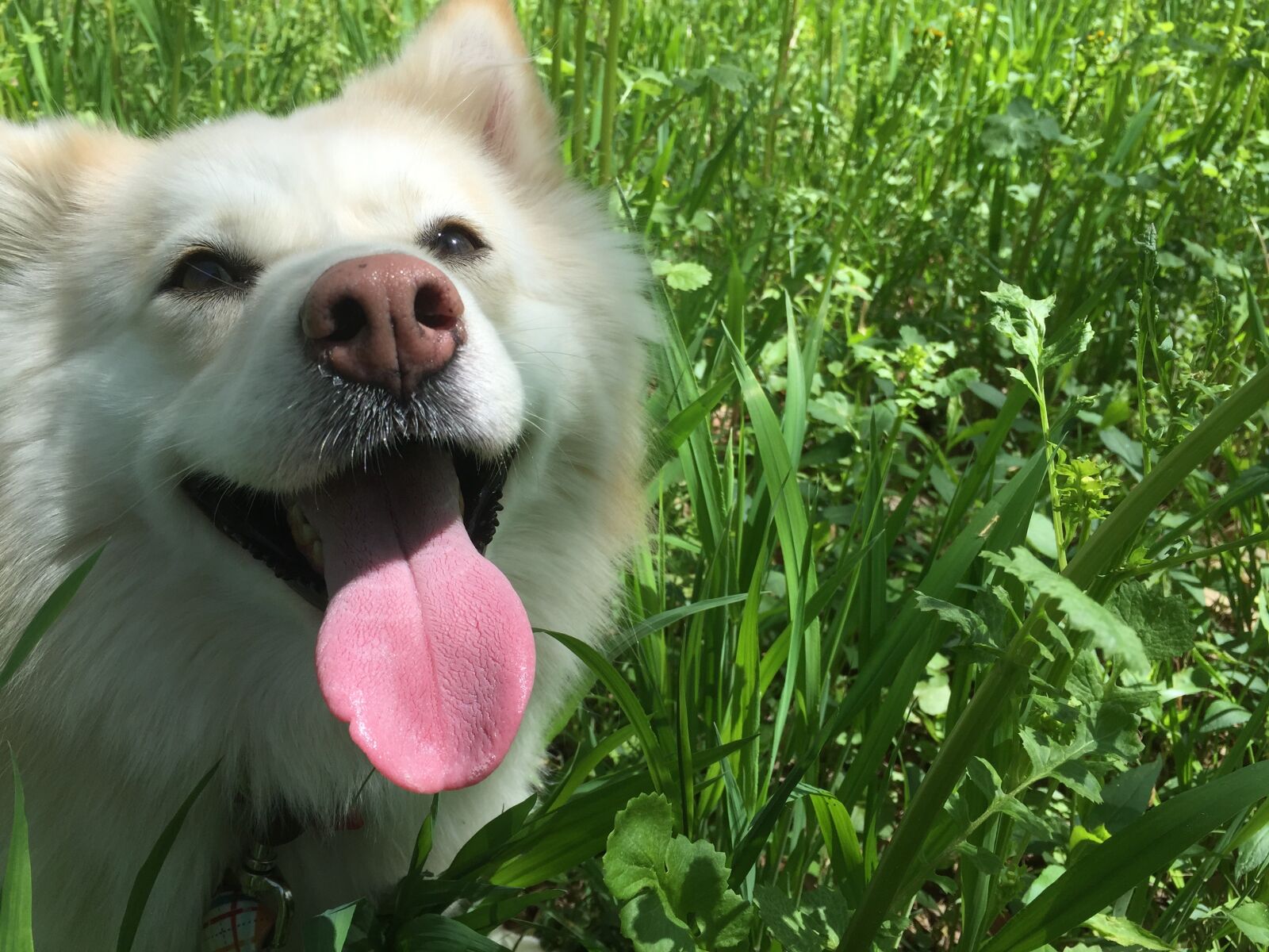 Apple iPhone 6 sample photo. Dog, white, tongue photography
