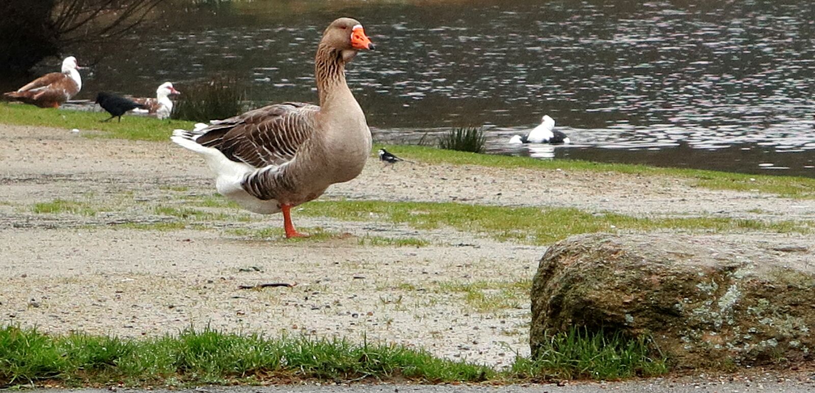 Canon PowerShot G1 X Mark III sample photo. Animal, goose, birds photography