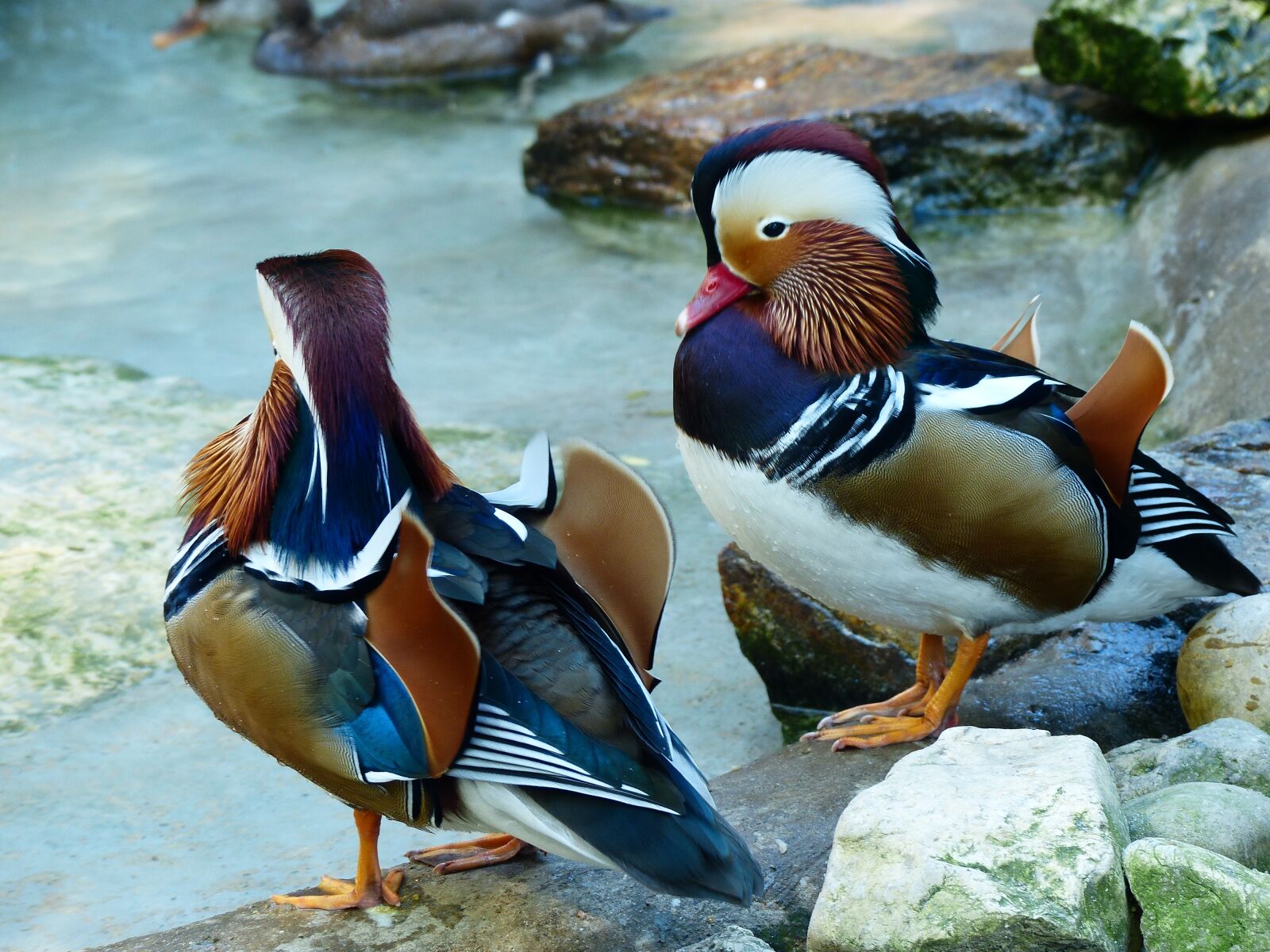 Panasonic Lumix DMC-FZ200 sample photo. Mandarin ducks, duck, aix photography