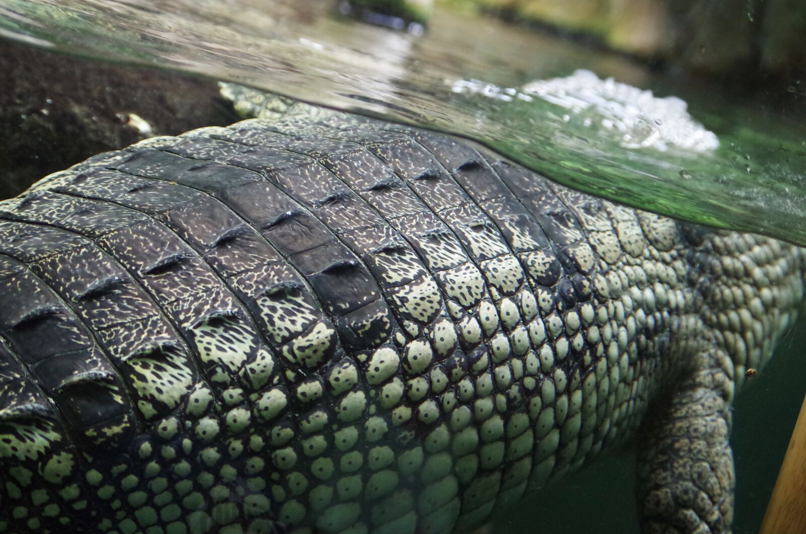 Pentax K-500 sample photo. Crocodile, leather, pattern photography