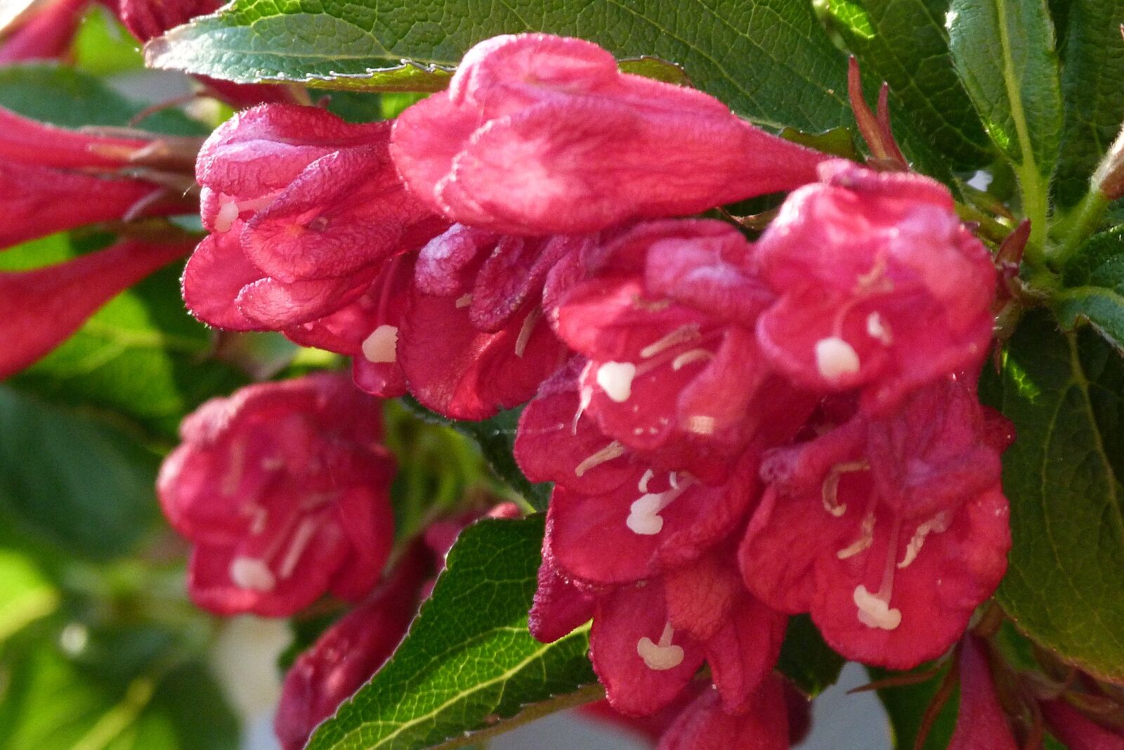 Panasonic Lumix DMC-FZ40 (Lumix DMC-FZ45) sample photo. Weigela, ruby red, garden photography