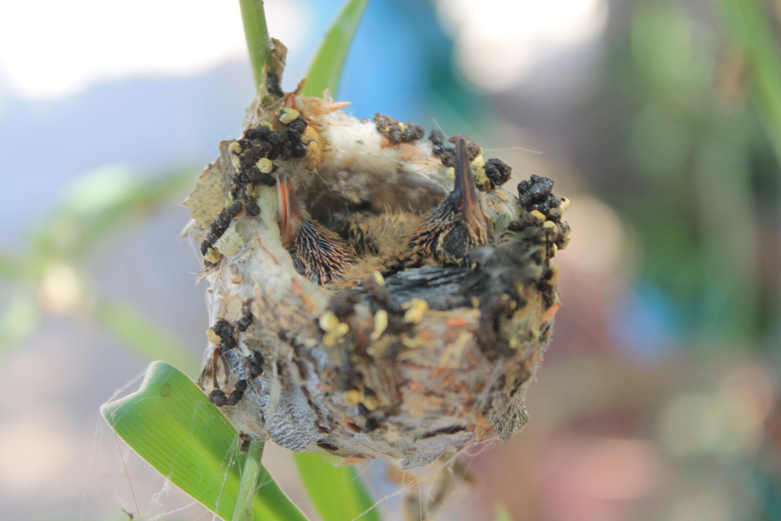 Canon EOS 1100D (EOS Rebel T3 / EOS Kiss X50) sample photo. Hummingbird, chick, bird photography