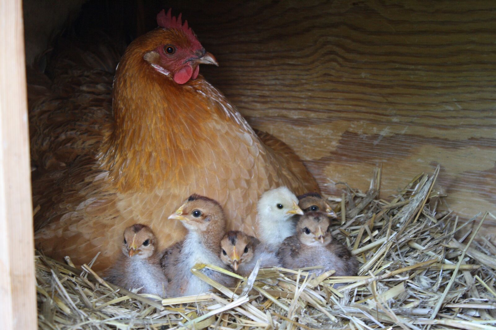 Canon EOS 1000D (EOS Digital Rebel XS / EOS Kiss F) sample photo. Chicks, mother hen, chicken photography