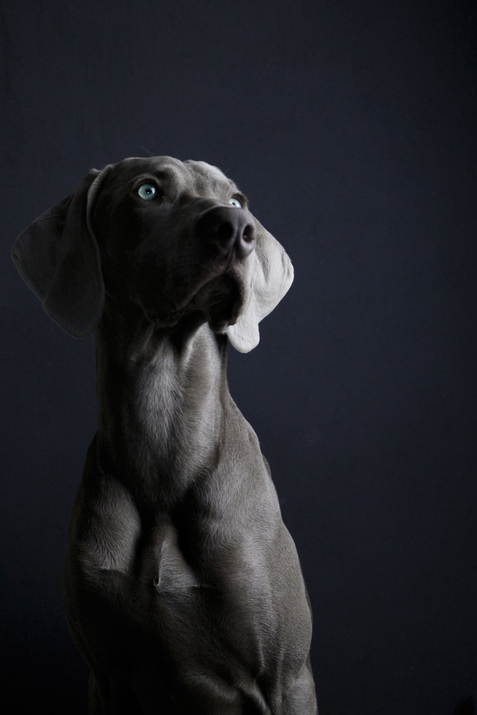 Canon EOS 700D (EOS Rebel T5i / EOS Kiss X7i) sample photo. Dog, cute, animal photography