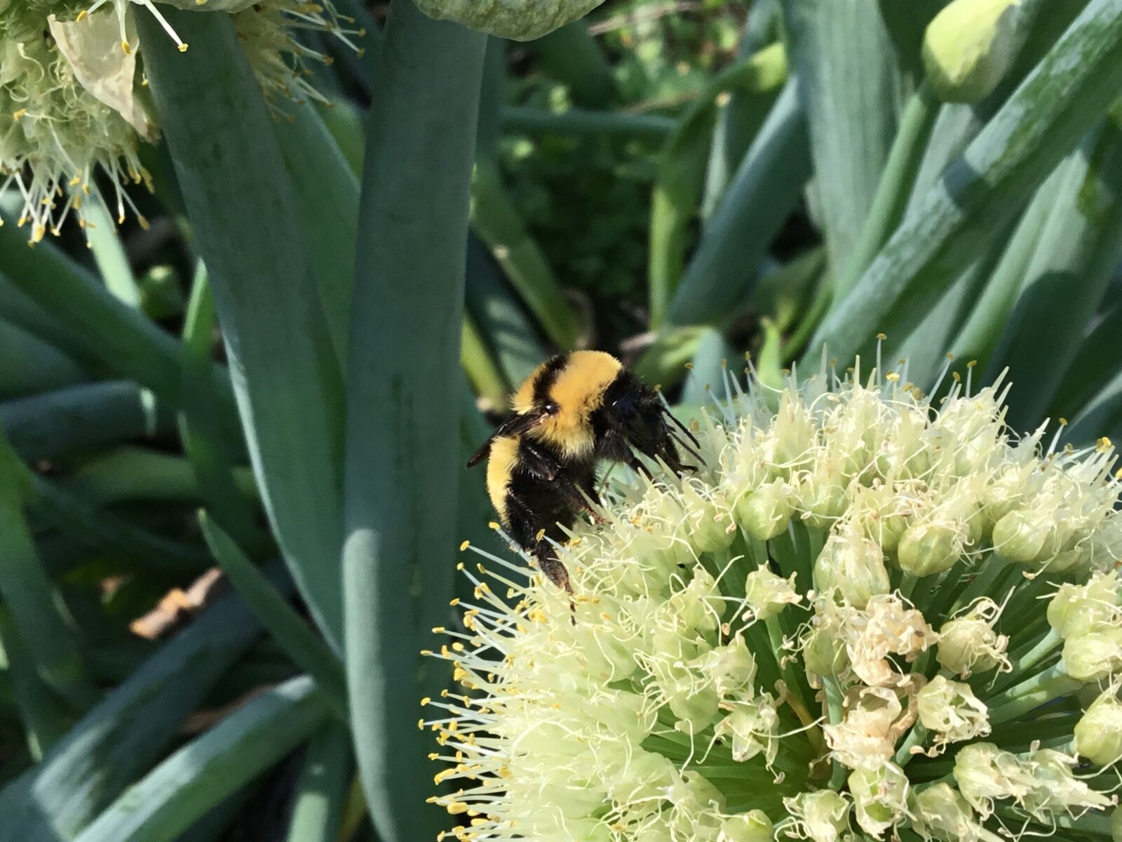 Apple iPad (5th generation) sample photo. Bumble bee, onion, green photography