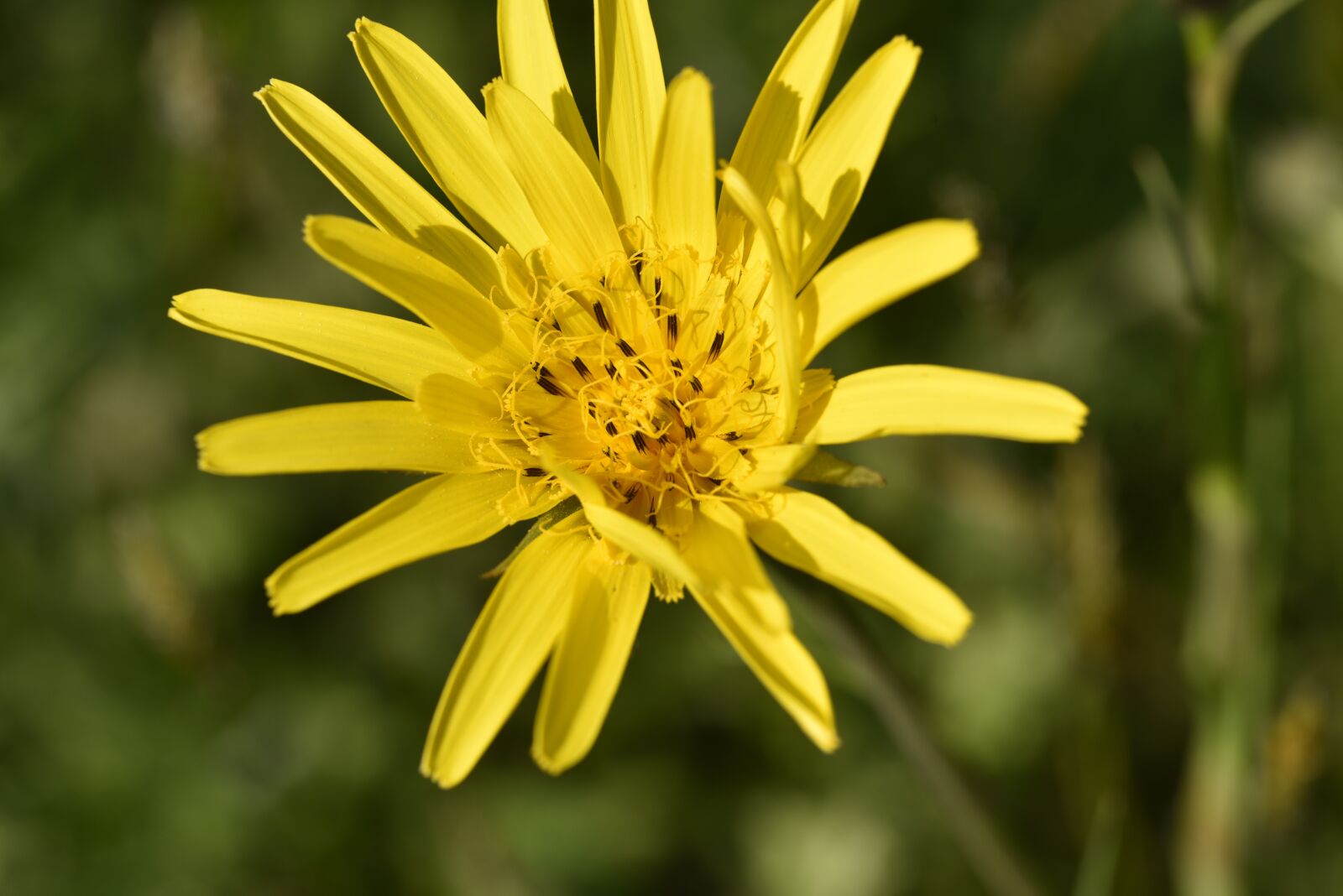 Nikon D750 sample photo. Flower, yellow, spring photography