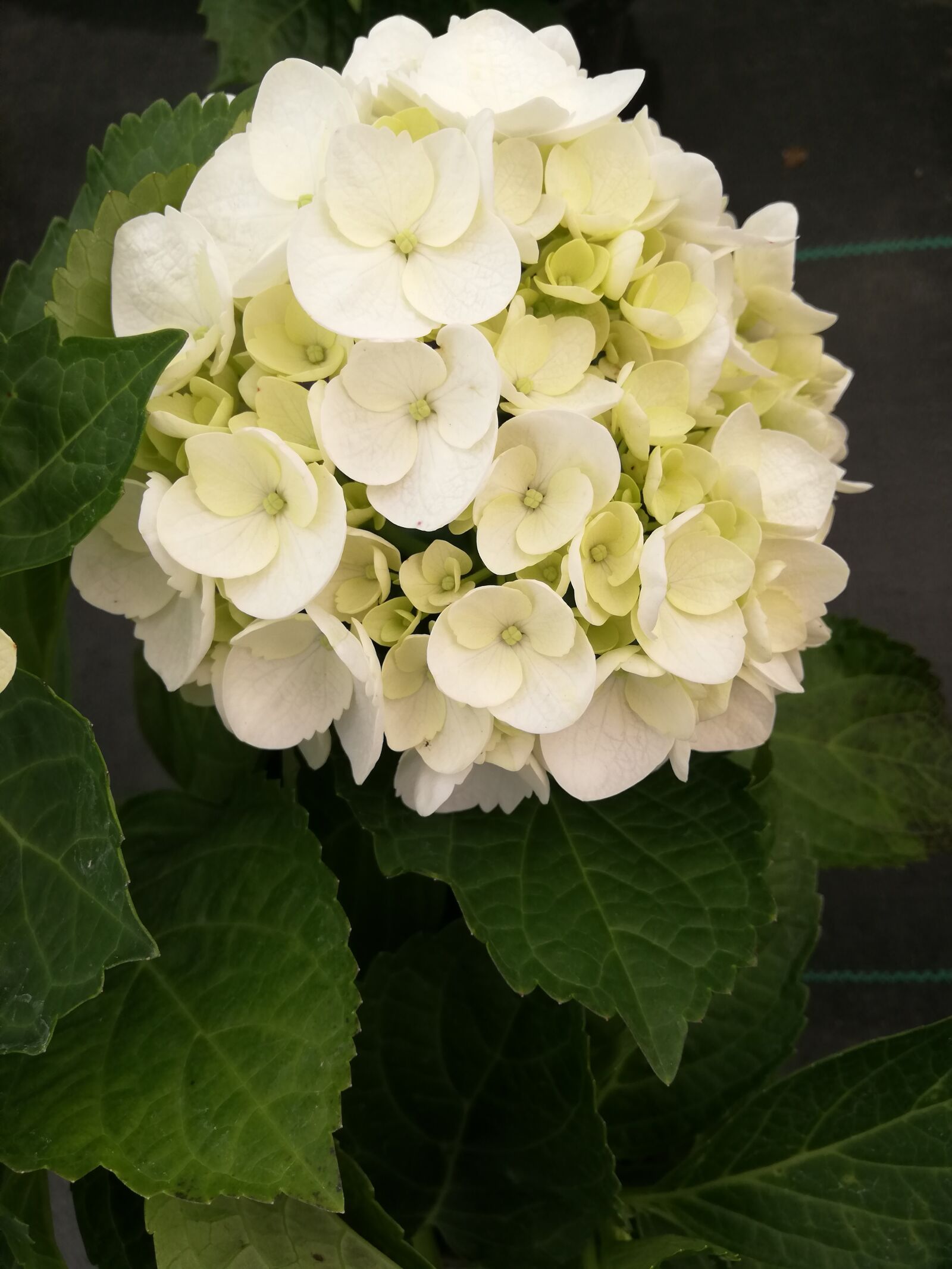 HUAWEI P20 lite sample photo. Hydrangea macrophylla, flower hydrangea photography