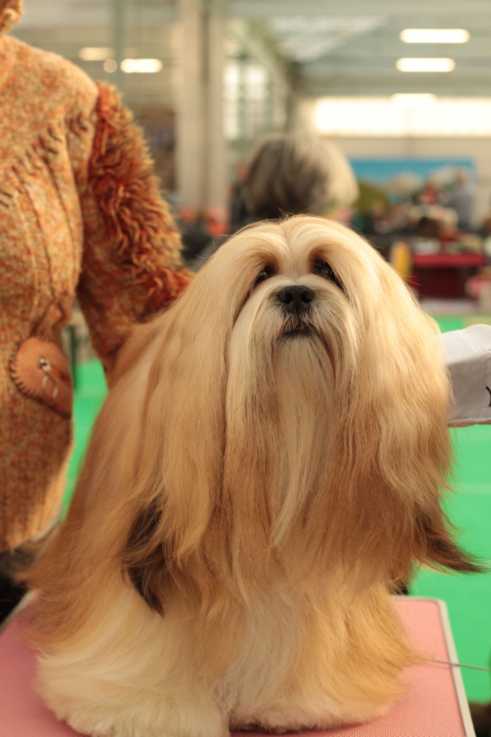 Canon EOS 600D (Rebel EOS T3i / EOS Kiss X5) + Canon EF 50mm F1.8 STM sample photo. Dogshow, dog, pet photography