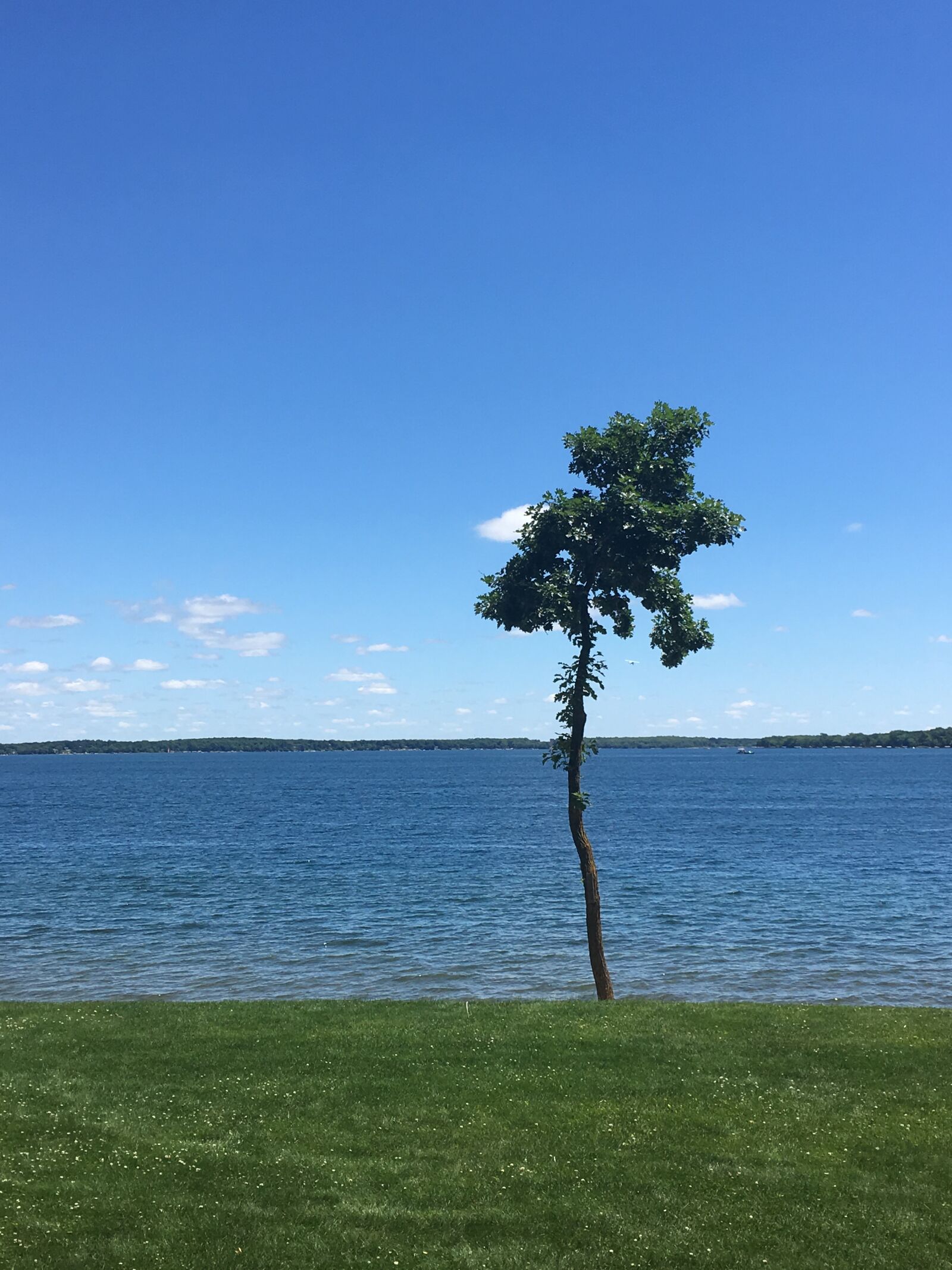 iPhone SE back camera 4.15mm f/2.2 sample photo. Tree, open water, sky photography
