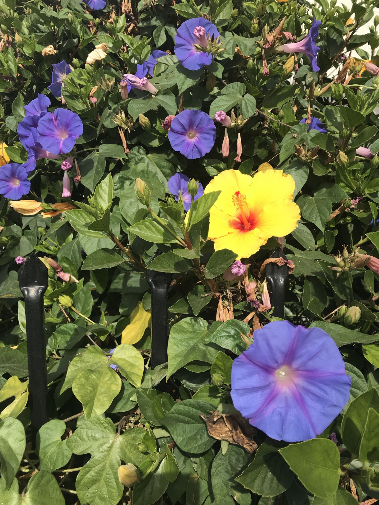 iPhone 7 back camera 3.99mm f/1.8 sample photo. Flowers, colorful, gardening photography