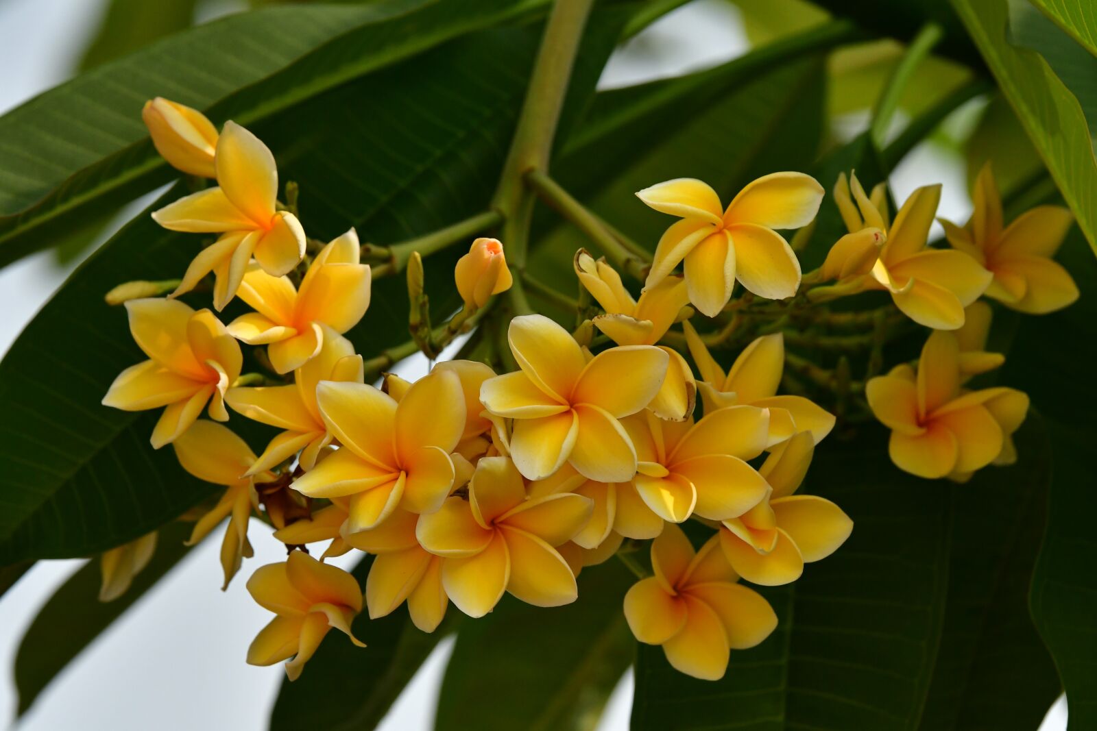 Nikon D500 sample photo. Plumeria, frangipani, yellowish flower photography
