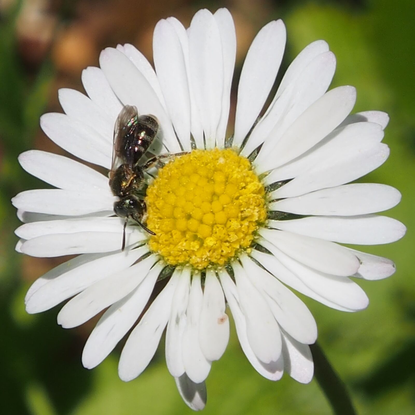 Olympus OM-D E-M5 sample photo. Nature, flower, daisy photography