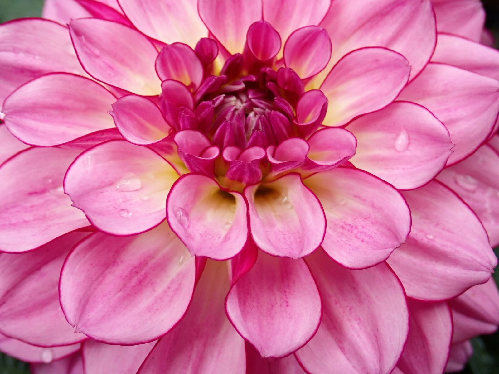 Olympus TG-5 sample photo. Flower, pink, dahlia photography