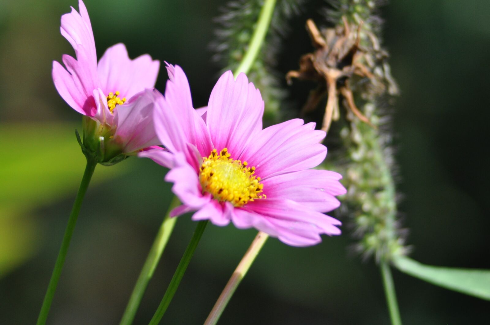 Nikon D90 sample photo. Nature, plant, flower photography