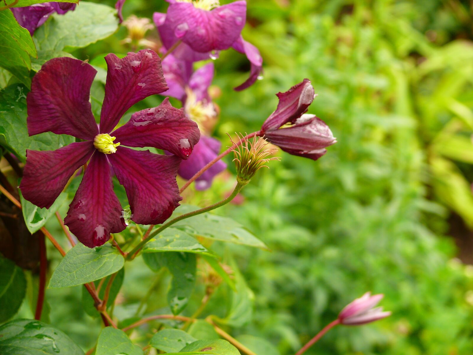 Panasonic DMC-FZ50 sample photo. Clematis, blossom, bloom photography