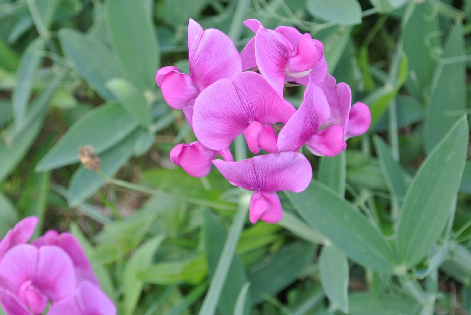 Nikon 1 J1 sample photo. Frauenschuh, blossom, bloom photography