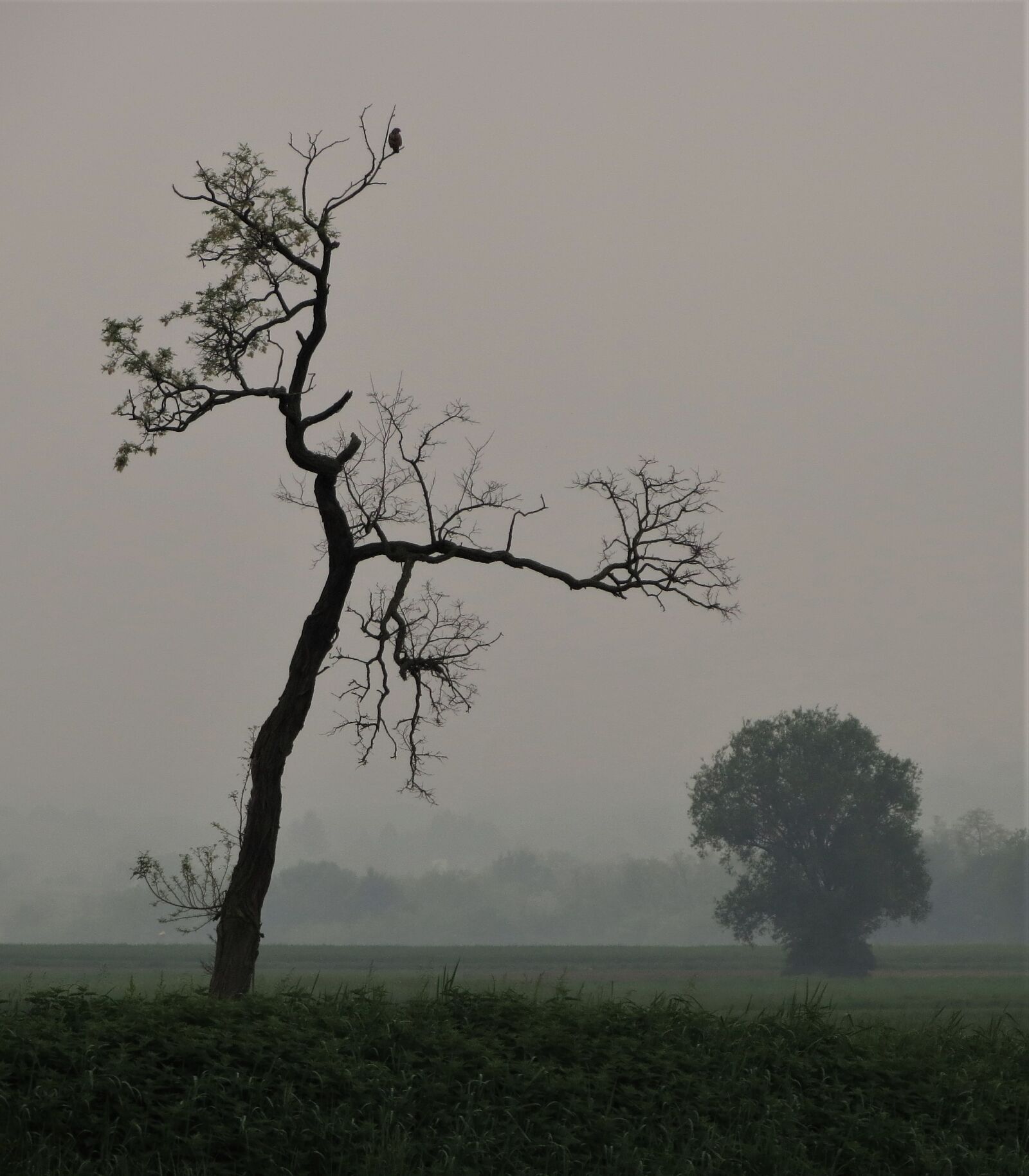 Canon PowerShot SX240 HS sample photo. Tree, bird, landscape photography